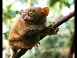 Tarsier