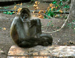 Geoffroy's spider monkey