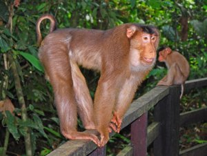 Southern pig-tailed macaque