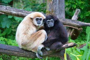 Lar gibbons