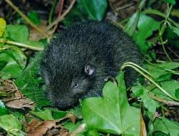 Mountain beaver