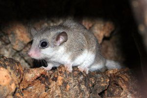 African dormouse