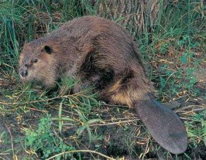 North American beaver