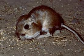Giant kangaroo rat