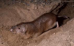 Pocket gopher