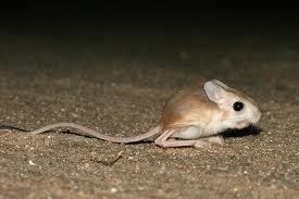 Lesser jerboa