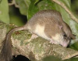 Malabar spiny dormouse