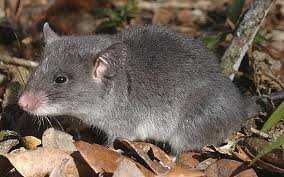 Lesser hamster-rat
