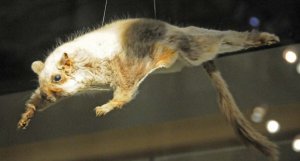 Scaly-tailed flying squirrel