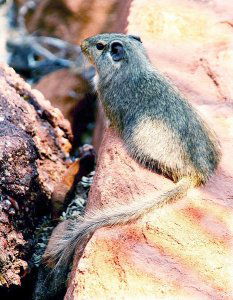 Dassie rat