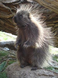 North American porcupine