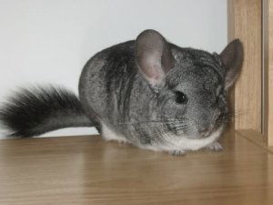 Standard chinchilla