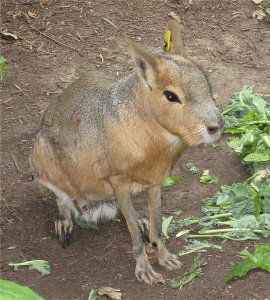 Mara