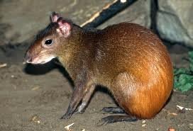 Red-rumped agouti