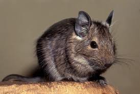 Degu
