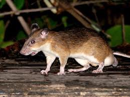 Spiny rat
