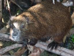 Demarest's hutia