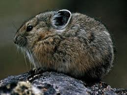 American pika