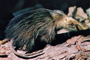 Cuban solenodon