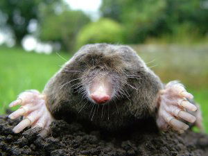 European mole
