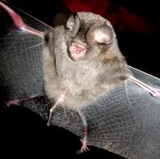 Sundevall's leaf-nosed bat