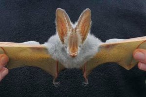 Yellow-winged bat