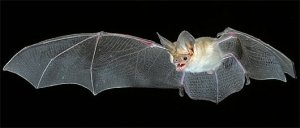 Small hog-nosed bat