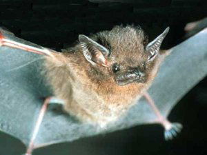 Thomas's sac-winged bat