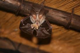 Egyptian slit-faced bat