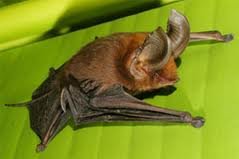 Madagascan sucker-footed bat