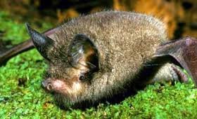 New Zealand lesser short-tailed bat