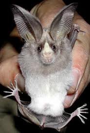 Californian leaf-nosed bat