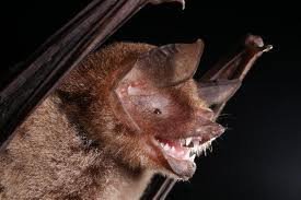 Parnell's mustached bat