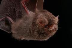 Thumbless bat