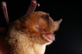Mexican funnel-eared bat