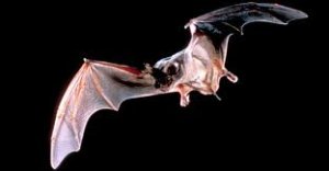 Mexican free-tailed bat