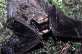 Parti-coloured bat