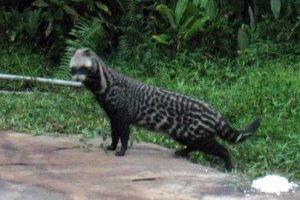 African civet