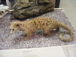 African palm civet