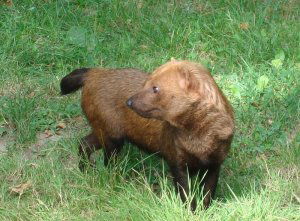 Bush dog