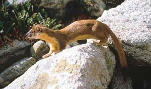 Long-tailed weasel