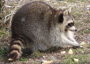 Common raccoon