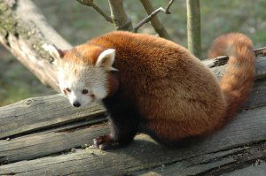 Rosso red panda