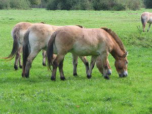 Wild horses