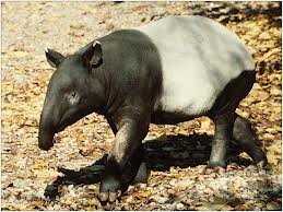 Malayan tapir