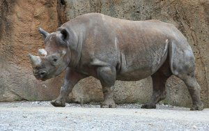 Black rhinoceros