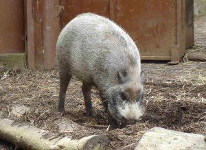 Bearded pig