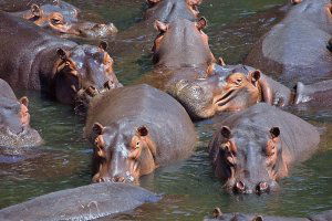African hippopotamus