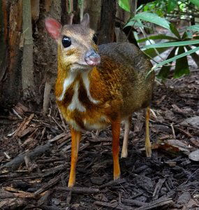 Lesser mouse deer