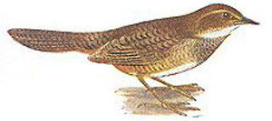 Atrichornis clamosus